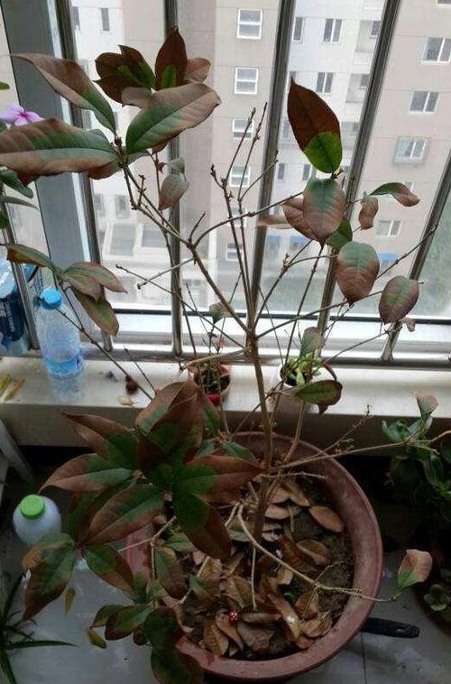 二、 室内桂花树落叶的原因