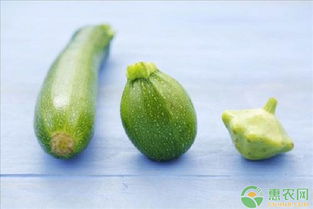 掌握秋延栽培技巧：高效西葫芦大棚种植与管理秘籍