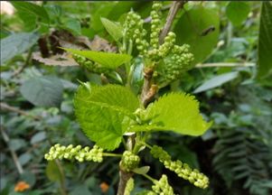 春天到啦！桑葚苗种植时间揭秘