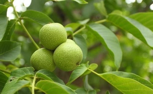 核桃：秦岭北麓的明星