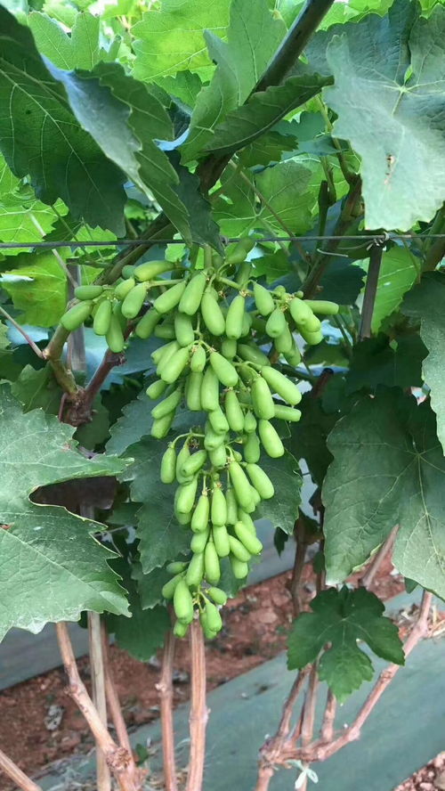 东方优系葡萄种植指南：品种解析与品质评估