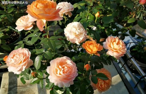 月季的生长特点