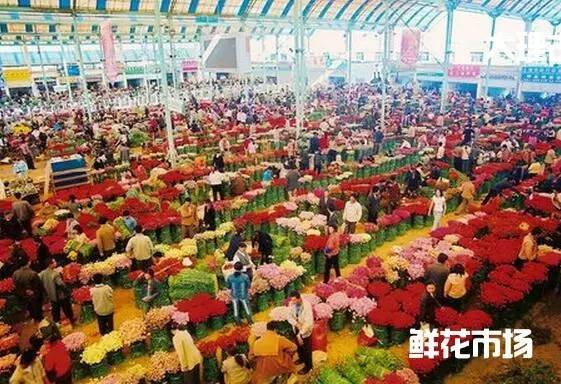 昆明花市拍市，如何轻松参与