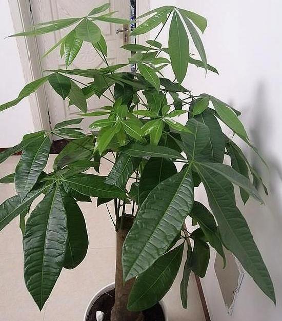 发财树喷醋的神秘之旅