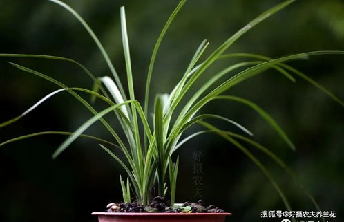 兰花播种繁殖，如何提高成活率