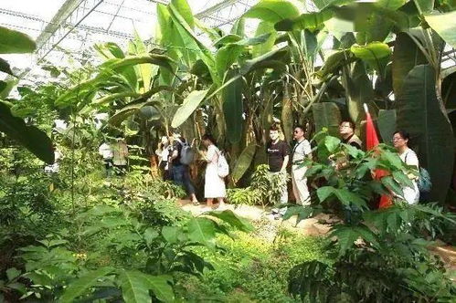 海南农民通过种植木菠萝实现增收，助力乡村振兴