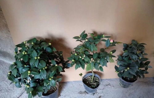 老花农的配土材料， 像火锅食材一样有趣