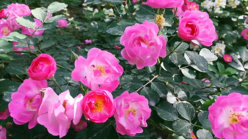 七姊妹蔷薇的花期和养护方法揭秘