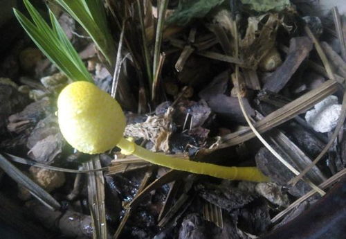 花盆里长出蘑菇是土壤中菌丝生长的结果吗