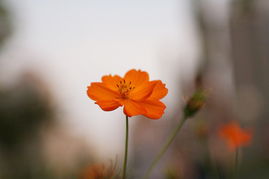 秋天路上的花香之谜