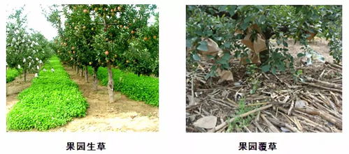 掌握关键！打造完美丑橘园的必备条件