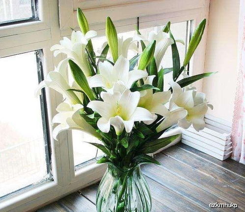 百合花，纯洁的友谊