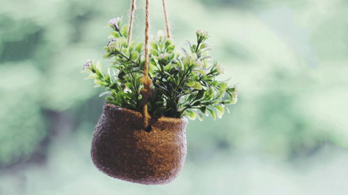 办公室桌面：迷你青叶吊兰， 吸水石来帮忙