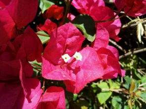 月季叶子的趣味故事