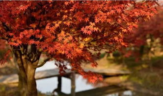 枫叶的颜色世界