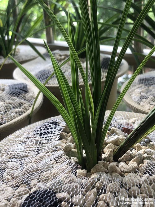 屋顶兰花棚如何搭建最科学？拆分后