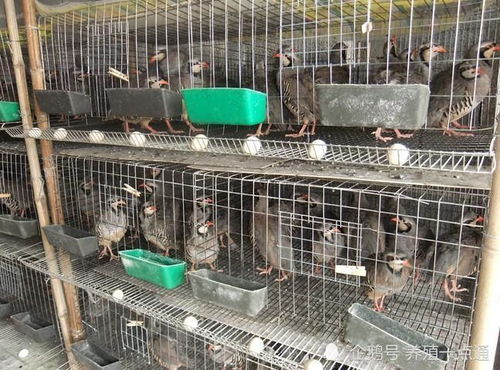 黄葛兰养殖技巧与效益分析，提升畜牧生产效率