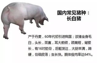 提高猪肉瘦肉率，选种优质猪种