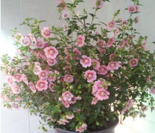 小木槿挑选全攻略：如何选到心仪的小木槿品种？