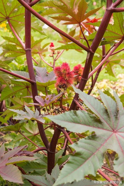 红叶子蓖麻树：不一样的种植， 不一样的功效