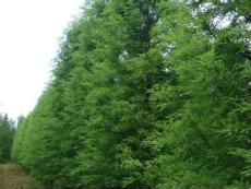 具体报价的探寻