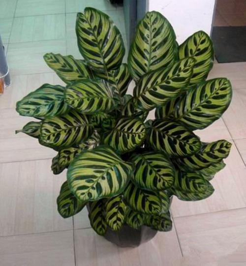 孔雀竹芋多久浇一次水最合适？有没有什么浇水的技巧