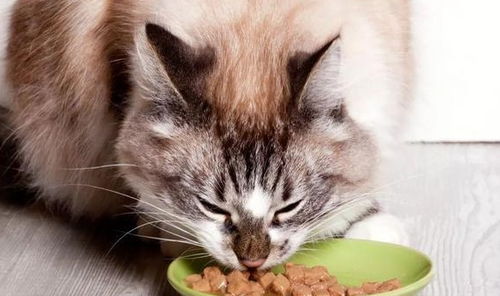 猫咪食盐中毒是什么致命疾病？初期症状有哪些？日常喂食需要注意哪些禁忌？