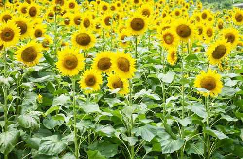 太阳花种植，泥土的秘密