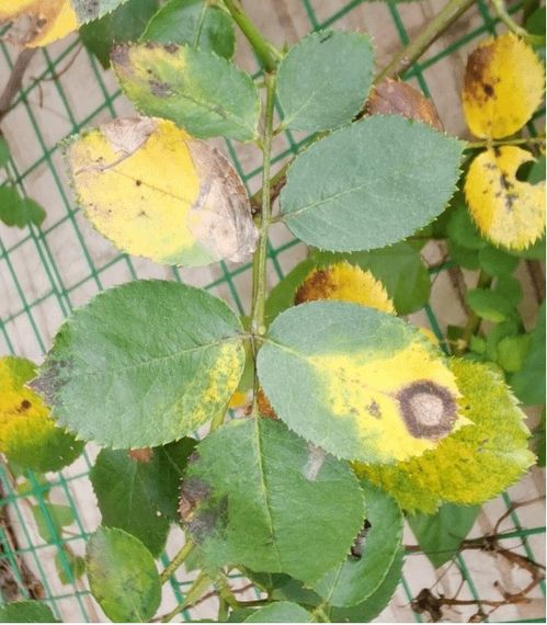 广玉兰冬季病虫害防治全攻略