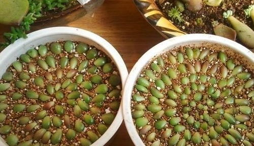 惯与播种，我这样干