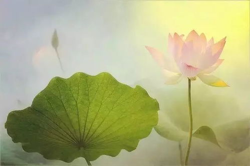 荷花不是游动的， 但它需要水