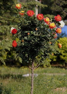 月季花的魅力：美丽与嫁接的交融