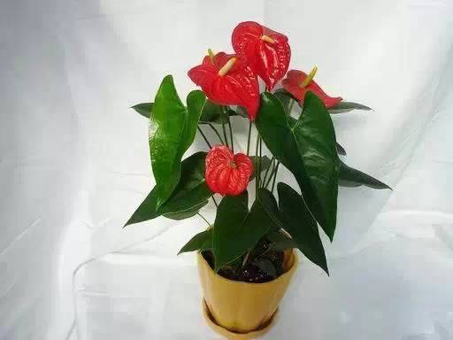 火鹤冬季需控水，每3