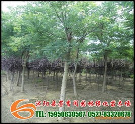 北方矿区绿化，耐寒耐旱植物推荐