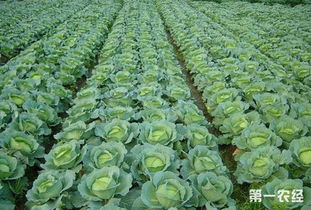 秋后拱棚种菜指南：那些让你流口水的蔬菜品种