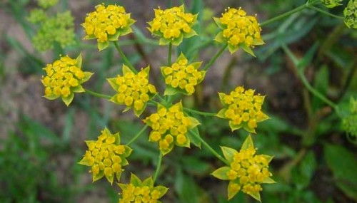 海滨雀稗，根系发达的秘密