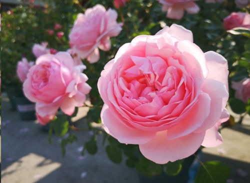 月季花红蜘蛛防治攻略，让花朵geng旺geng健康！