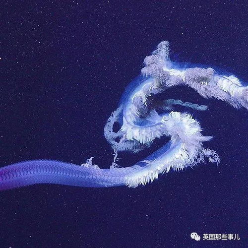 赤月水母，深海稀有生物