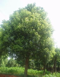 香樟树价格之谜：每斤售价如何确定？