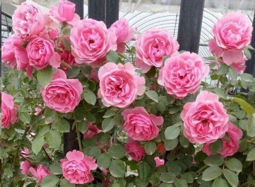 土壤要松软， 排水要好