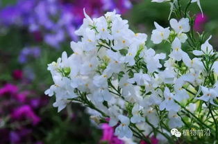 花卉混播增色彩，丰富景观更迷人