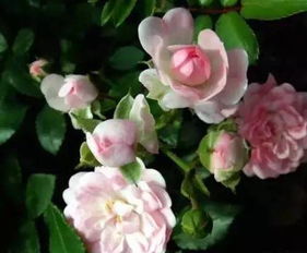 月季花种植时需要注意哪些技术要点