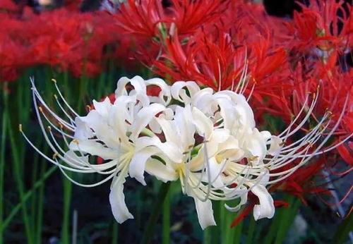 农科院揭示蓝色花草的秘密