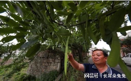 皂角树：城市中的“卫士”