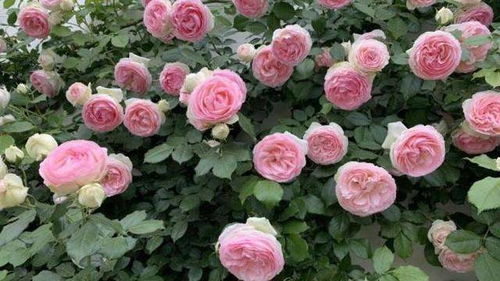 月季花的种植方法