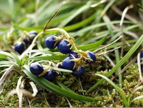 草坪与苗木：各有特色， 共同美化环境