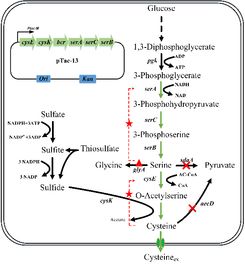 微生物的“营养师”