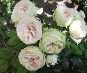 萨尔曼莎月季缺点