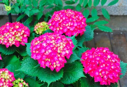 绣球花的名字多到数不过来