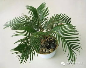 铁树安全过冬需要注意哪些养护技巧
